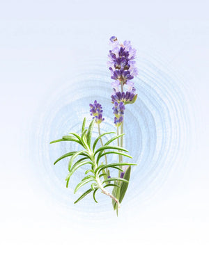 Glasshouse - 0.47 fl.oz. EDP - Diving into Cyprus